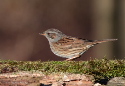 Passera scopaiola   